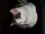 Avatar (Profilbild) von Fatcat
