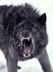 Avatar (Profilbild) von Forsaken Wolf