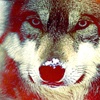 Avatar (Profilbild) von bernwolf